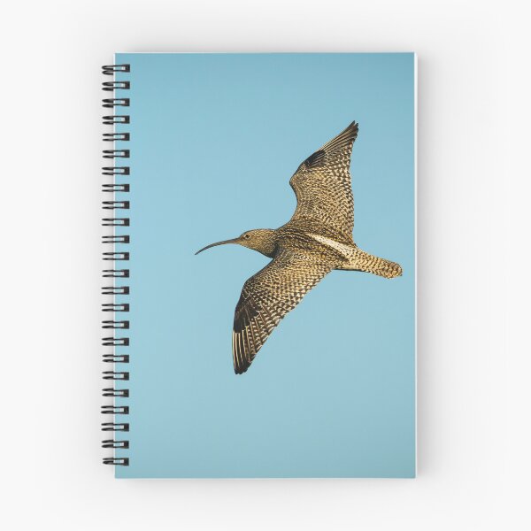 Item preview, Eurasian Curlew (Numenius arquata) designed and sold by Stephen Jarman.