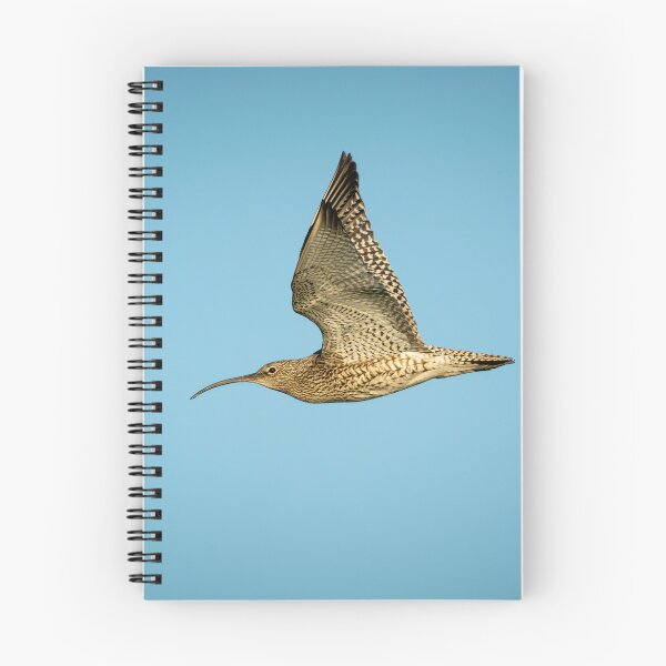 Item preview, Eurasian Curlew (Numenius arquata)  designed and sold by Stephen Jarman.