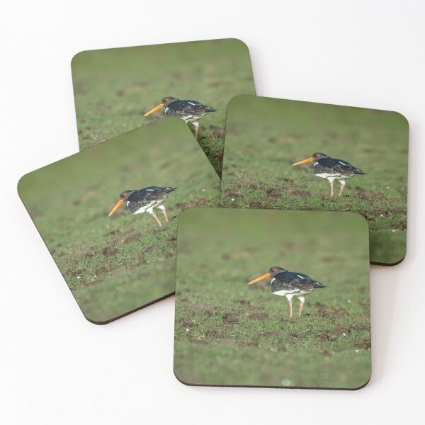 Item preview, Eurasian Oystercatcher (Haematopus ostralegus)  designed and sold by Stephen Jarman.