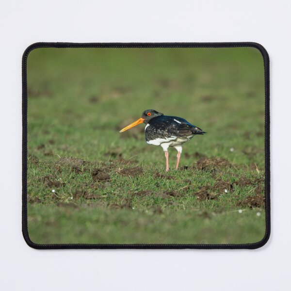 Item preview, Eurasian Oystercatcher (Haematopus ostralegus) designed and sold by Stephen Jarman.
