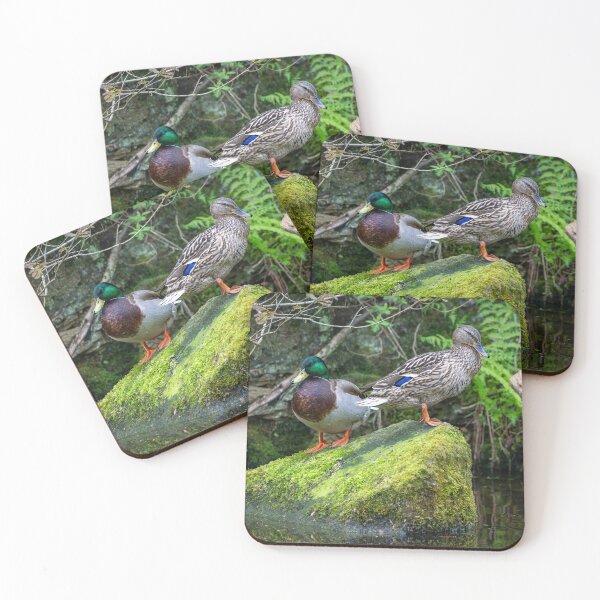 Item preview, Two Mallard ducks (Anas platyrhynchos) designed and sold by Stephen Jarman.