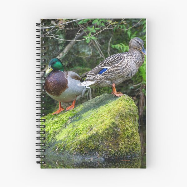 Item preview, Two Mallard ducks (Anas platyrhynchos) designed and sold by Stephen Jarman.