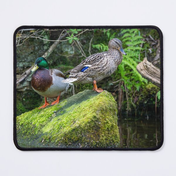 Item preview, Two Mallard ducks (Anas platyrhynchos) designed and sold by Stephen Jarman.