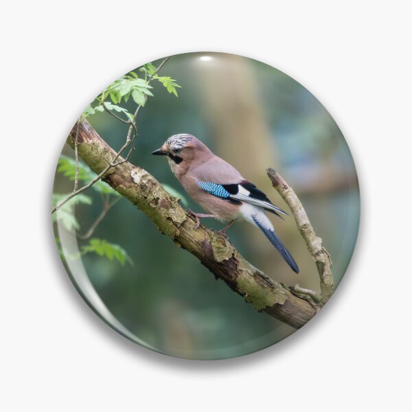 Item preview, Eurasian jay (Garrulus glandarius) designed and sold by Stephen Jarman.