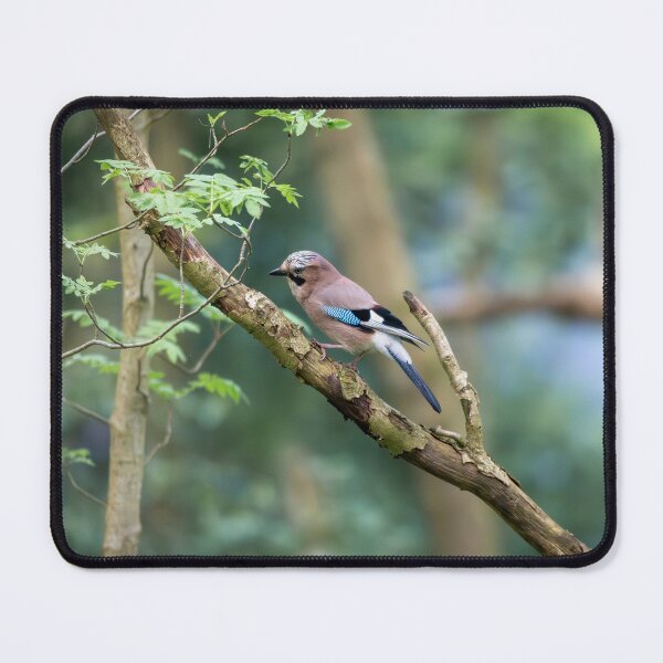 Item preview, Eurasian jay (Garrulus glandarius)   designed and sold by Stephen Jarman.
