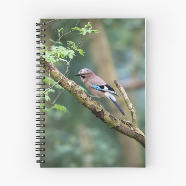 Item preview, Eurasian jay (Garrulus glandarius) designed and sold by Stephen Jarman.