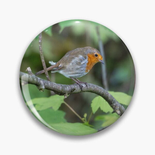 Item preview, Robin standing on a branch (Erithacus rubecula) designed and sold by Stephen Jarman.