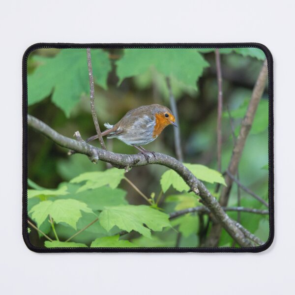 Item preview, Robin standing on a branch (Erithacus rubecula) designed and sold by Stephen Jarman.