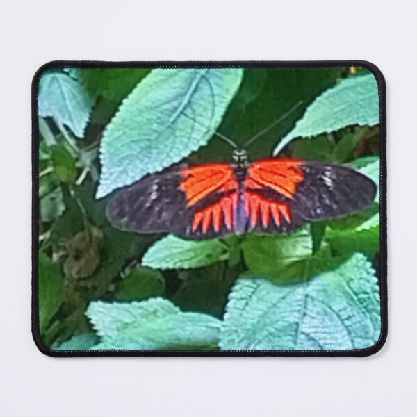 Item preview, butterfly designed and sold by évasion paysage.