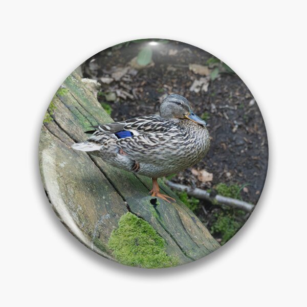 Item preview, Female Mallard duck (Anas platyrhynchos) designed and sold by Stephen Jarman.