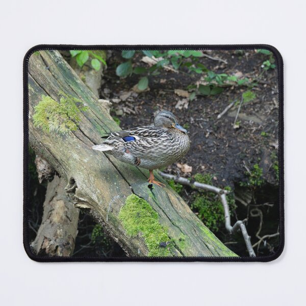 Item preview, Female Mallard duck (Anas platyrhynchos) designed and sold by Stephen Jarman.