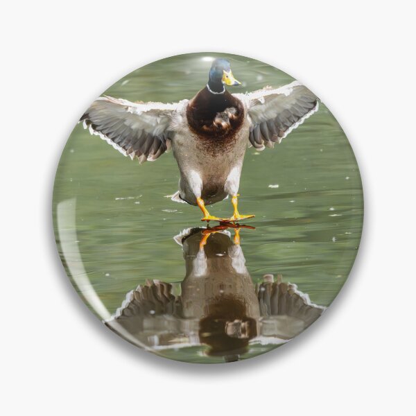 Item preview, Male Mallard duck landing on water (Anas platyrhynchos) designed and sold by Stephen Jarman.