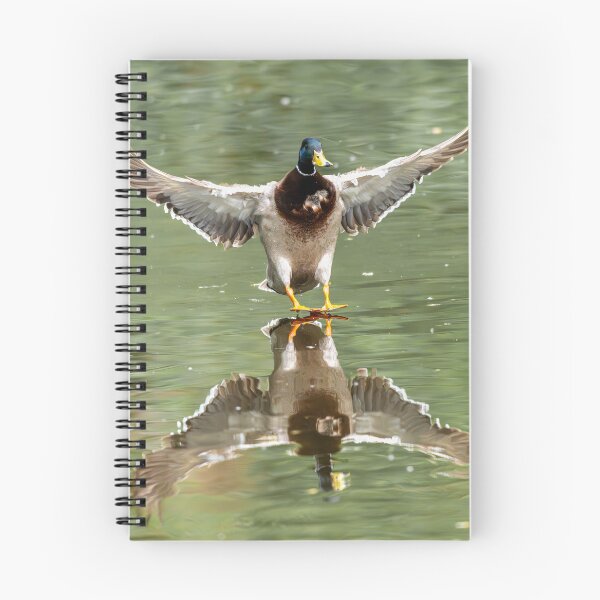 Item preview, Male Mallard duck landing on water (Anas platyrhynchos) designed and sold by Stephen Jarman.
