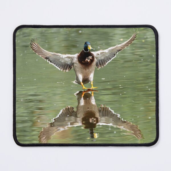 Item preview, Male Mallard duck landing on water (Anas platyrhynchos) designed and sold by Stephen Jarman.
