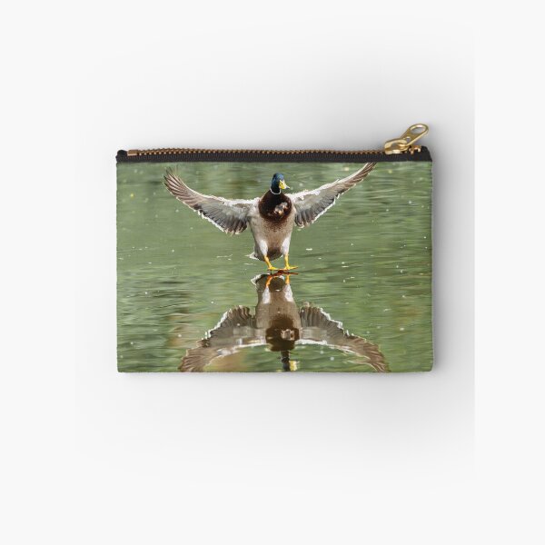 Item preview, Male Mallard duck landing on water (Anas platyrhynchos) designed and sold by Stephen Jarman.