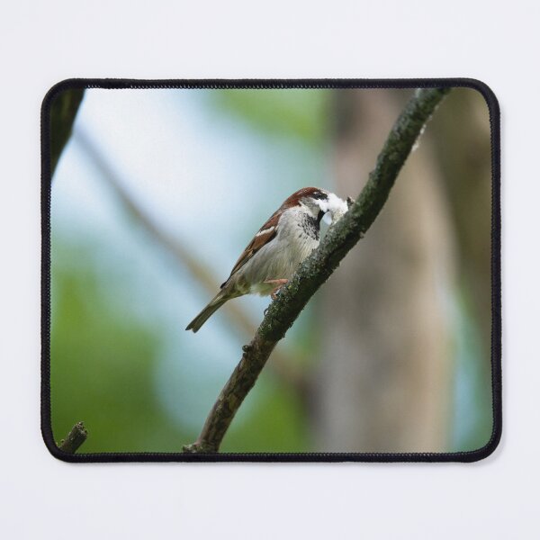 Item preview, Eurasian tree sparrow (Passer montanus) designed and sold by Stephen Jarman.