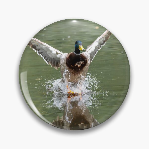 Item preview, Male Mallard duck landing on water splash (Anas platyrhynchos) designed and sold by Stephen Jarman.