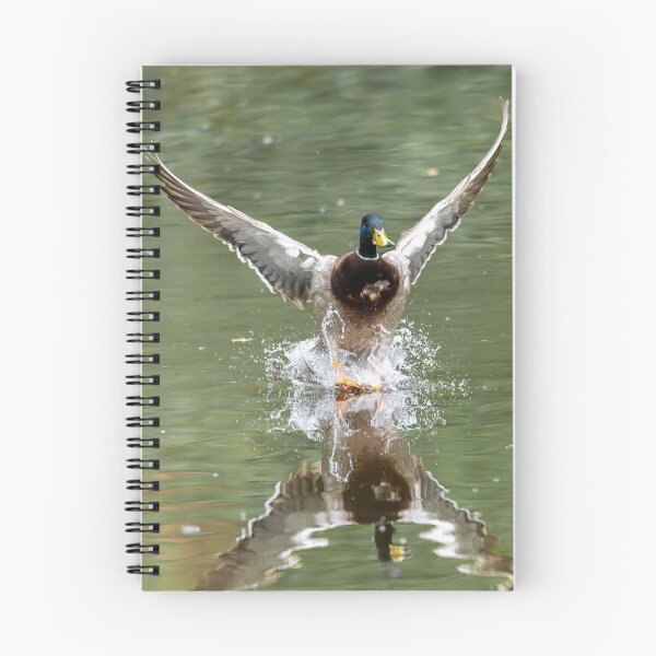 Item preview, Male Mallard duck landing on water splash (Anas platyrhynchos) designed and sold by Stephen Jarman.