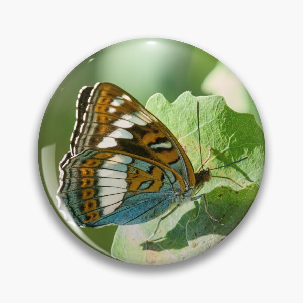 Item preview, On the aspen leaf. Poplar Admiral designed and sold by Jouko Lehto Photography.