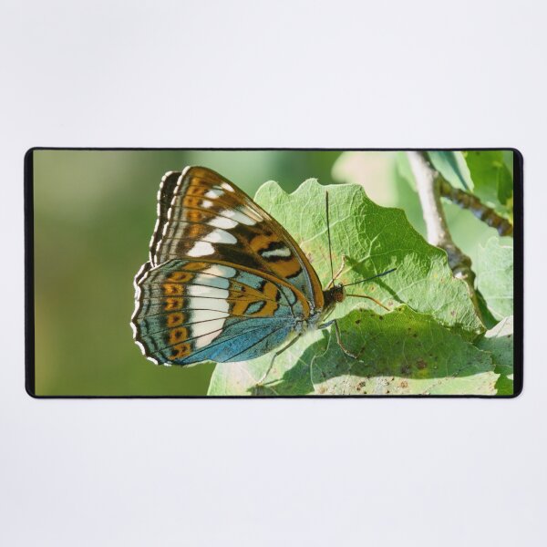 Item preview, On the aspen leaf. Poplar Admiral designed and sold by Jouko Lehto Photography.