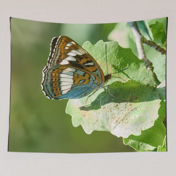 Item preview, On the aspen leaf. Poplar Admiral designed and sold by Jouko Lehto Photography.