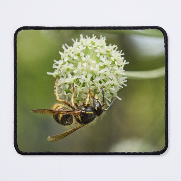 Item preview, European wasp on Wild Angelica designed and sold by Jouko Lehto Photography.
