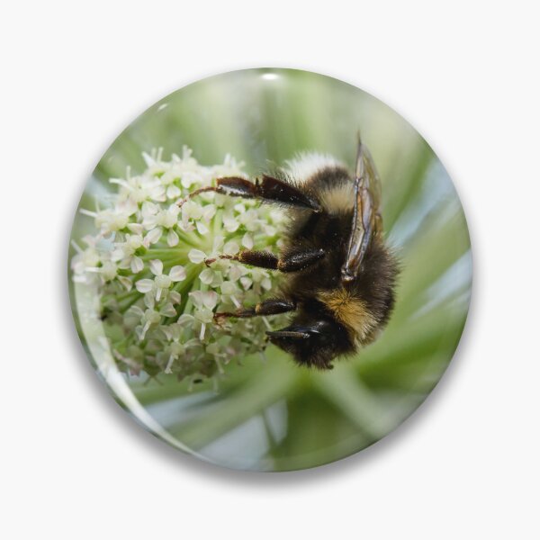 Item preview, White-tailed Bumblebee on Wild Angelica designed and sold by Jouko Lehto Photography.