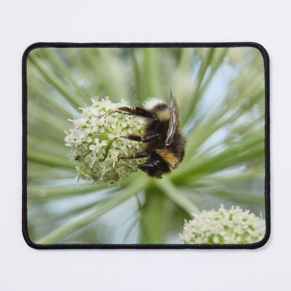 Item preview, White-tailed Bumblebee on Wild Angelica designed and sold by Jouko Lehto Photography.