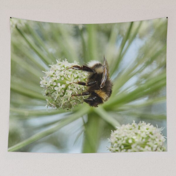 Item preview, White-tailed Bumblebee on Wild Angelica designed and sold by Jouko Lehto Photography.