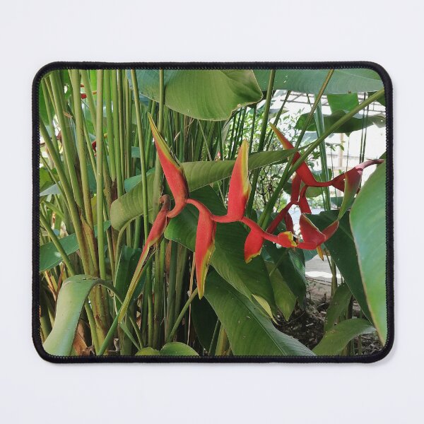 Item preview, Red Bird of Paradise Flower designed and sold by PhuongVoArt.
