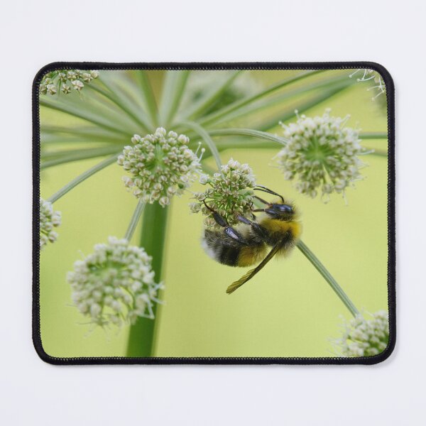 Item preview, Garden Bumblebee on Wild Angelica designed and sold by Jouko Lehto Photography.