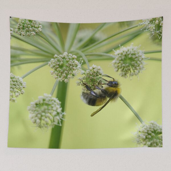 Item preview, Garden Bumblebee on Wild Angelica designed and sold by Jouko Lehto Photography.