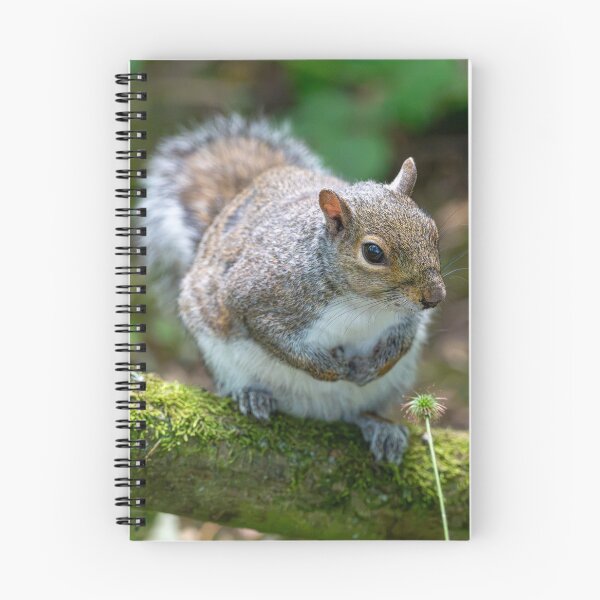 Item preview, Eastern grey squirrel (Sciurus carolinensis)  designed and sold by Stephen Jarman.