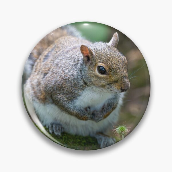 Item preview, Eastern grey squirrel (Sciurus carolinensis)  designed and sold by Stephen Jarman.
