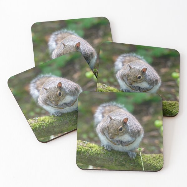Item preview, Eastern grey squirrel (Sciurus carolinensis)  designed and sold by Stephen Jarman.