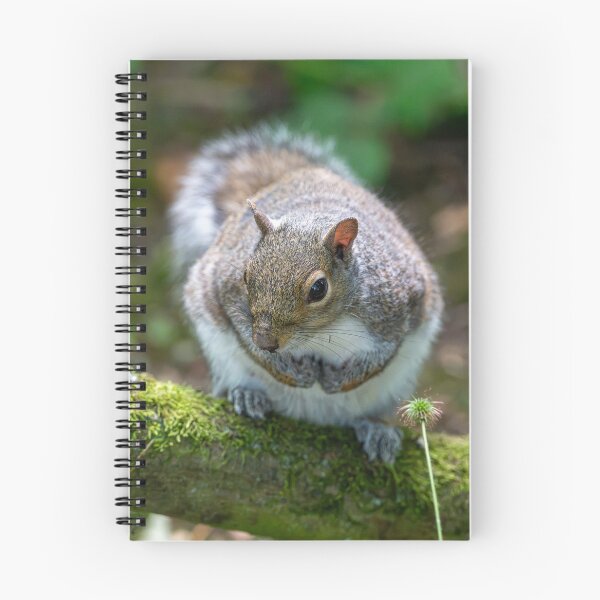 Item preview, Eastern grey squirrel (Sciurus carolinensis)  designed and sold by Stephen Jarman.