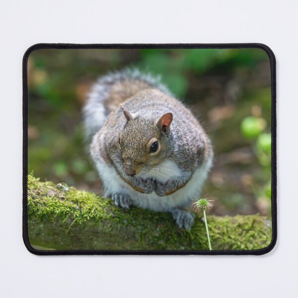 Item preview, Eastern grey squirrel (Sciurus carolinensis) designed and sold by Stephen Jarman.