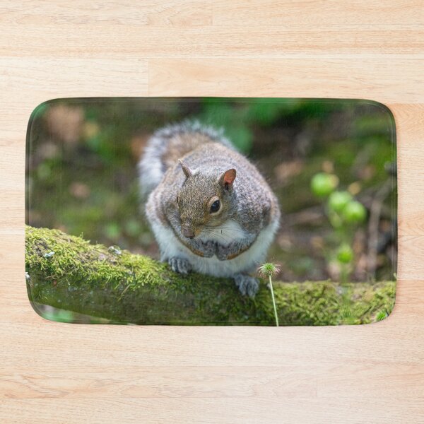 Item preview, Eastern grey squirrel (Sciurus carolinensis) designed and sold by Stephen Jarman.