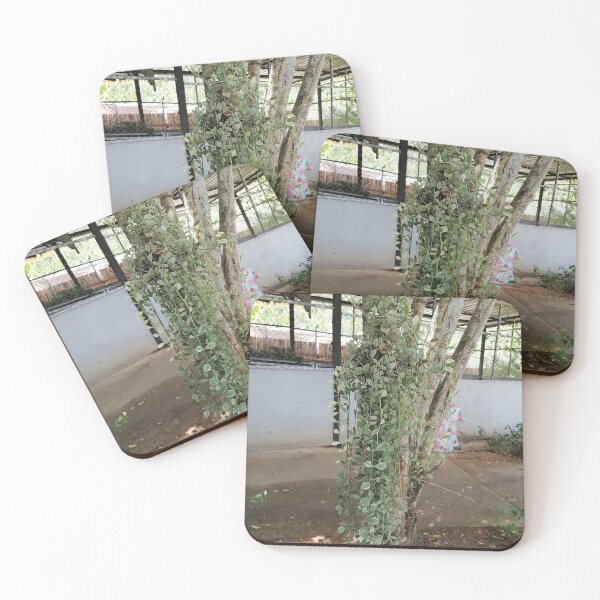 Item preview, Tropical Hanging Green Vine Plant designed and sold by PhuongVoArt.