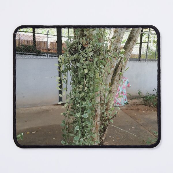 Item preview, Tropical Hanging Green Vine Plant designed and sold by PhuongVoArt.