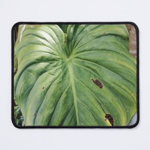 Item preview, Large Tropical Green Leaf Photography designed and sold by PhuongVoArt.