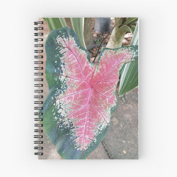 Item preview, Pink Caladium Tropical Leaf designed and sold by PhuongVoArt.