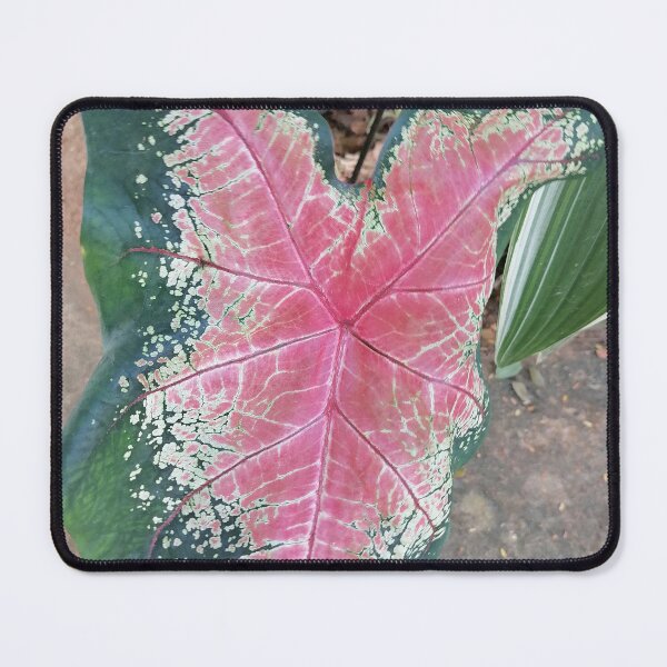 Item preview, Pink Caladium Tropical Leaf designed and sold by PhuongVoArt.