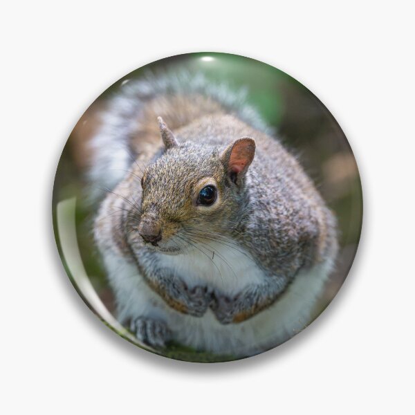 Item preview, Eastern grey squirrel (Sciurus carolinensis)  designed and sold by Stephen Jarman.