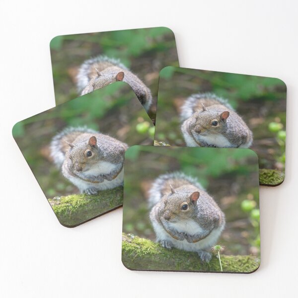 Item preview, Eastern grey squirrel (Sciurus carolinensis)  designed and sold by Stephen Jarman.