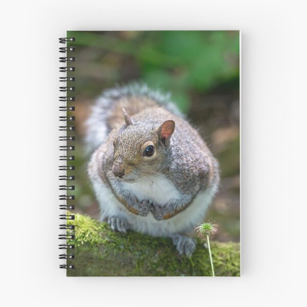 Item preview, Eastern grey squirrel (Sciurus carolinensis)  designed and sold by Stephen Jarman.