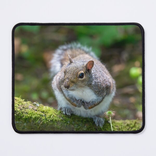 Item preview, Eastern grey squirrel (Sciurus carolinensis) designed and sold by Stephen Jarman.