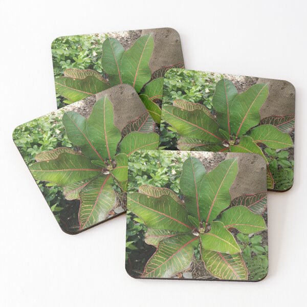 Item preview, Colorful Tropical Croton Leaf designed and sold by PhuongVoArt.