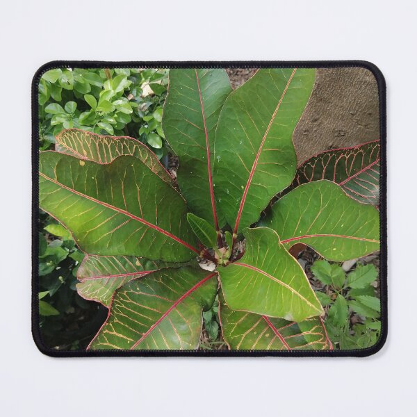 Item preview, Colorful Tropical Croton Leaf designed and sold by PhuongVoArt.