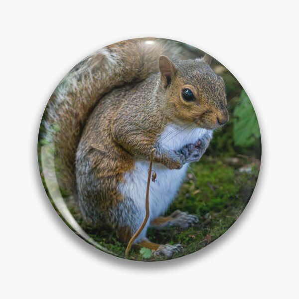 Item preview, Eastern grey squirrel (Sciurus carolinensis)   designed and sold by Stephen Jarman.
